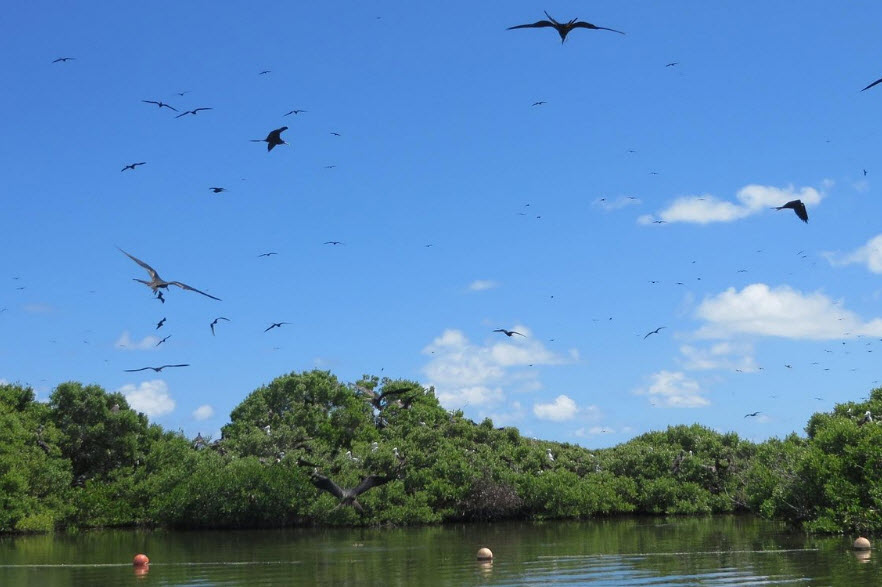 Barbuda Frigate Bird Sanctuary, Antigua and Barbuda